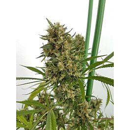 Lineage Genetics Strawberry Diesel Feminized