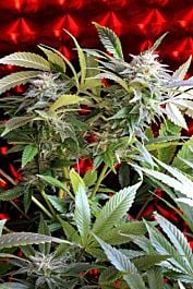 Delta 9 Labs Strawberry Skunk Feminized