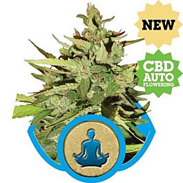 Royal Queen Seeds Stress Killer Automatic Feminized