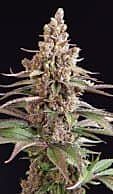 Sagarmatha Seeds Stuporsonic Regular