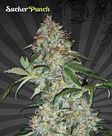 Auto Seeds Sucker Punch Auto Feminized