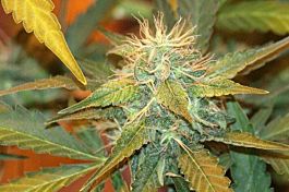 Paradise Seeds Sugar Babe Regular Seeds 