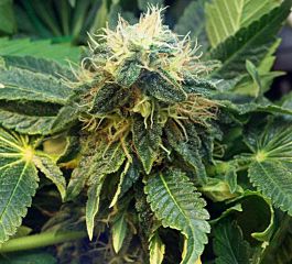 Seedsman Sugar Haze Regular