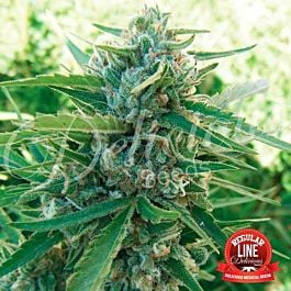 Delicious Sugar Black Rose Regular