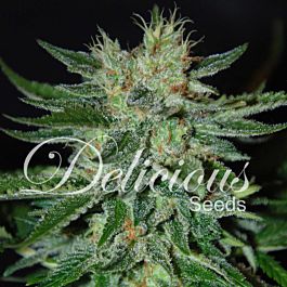 Delicious Sugar Black Rose Auto Feminized