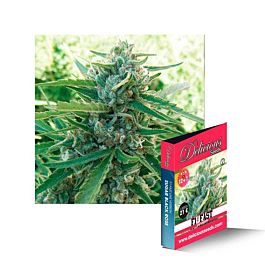 Delicious Sugar Black Rose F1 Rapid Fast Version Feminized