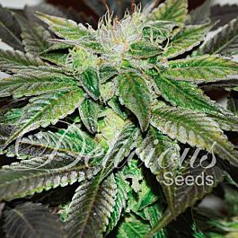 Delicious Sugar Candy Feminized