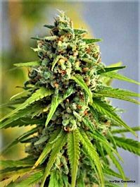 Norstar Genetics Sugar Kiss Regular