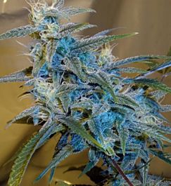 CannaBioGen Sugarloaf Regular