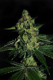 Cali Connection SugarMill (The Gold Line) Feminized