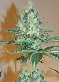 Gage Green Seeds Sugartown Express Regular