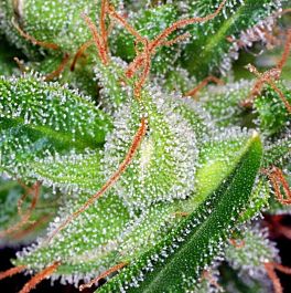 Kaliman Seeds Suicide Blonde Feminized