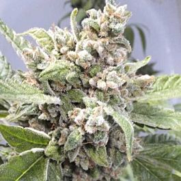 Gage Green Seeds Sunmaiden Regular