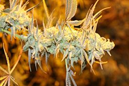 Bodhi Seeds Apollo 11 Genius Pheno Regular