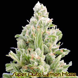 Original Sensible Seeds Super Auto Lemon Haze Feminized