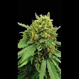 BlimBurn Seeds Superautomatic Feminised