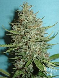 Homegrown Fantaseeds Super Crystal Feminized