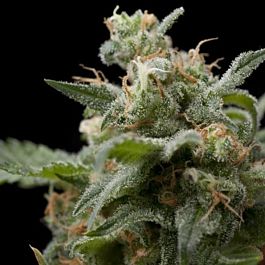 Pyramid Seeds Super Hash Feminized