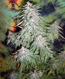 British Columbia  Seeds CO Super Kush Regular Seeds 
