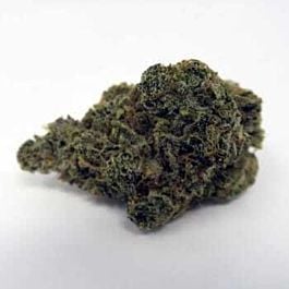 Lady Sativa Super Orange Glue Regular