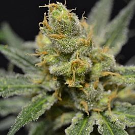 710 Super Shark Feminized
