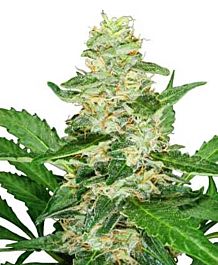 Sensi Seeds Super Skunk AUTO Feminised