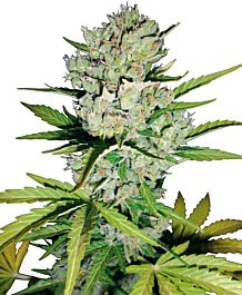 White Label Super Skunk Automatic Feminized