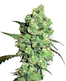 White Label Super Skunk Feminized