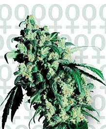 Sensi Seeds Super Skunk Feminised