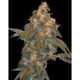 DNA Genetics Limited Collection Super Lemon OG Regular