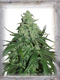 Garden of Green Super Skunk Auto Feminized