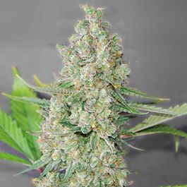 G13 Labs Super Skunk Feminized
