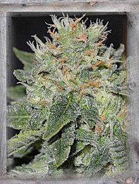Garden of Green Super Skunk Kush Feminized
