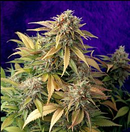 Delta 9 Labs Super Star Regular