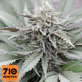 710 Super Stinky Feminized