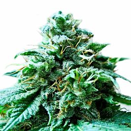 Heavyweight Seeds Superb OG Feminized