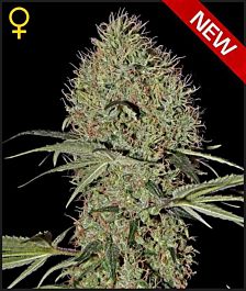 Green House Company Super Bud Auto Feminised