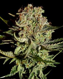Green House Company Super Bud Feminised