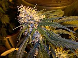 DNA Genetics Super Cannalope Regular