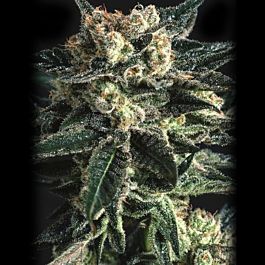 SuperCBDx AK47 x SCBDX Feminized