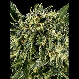 SuperCBDx Baba Yao x SCBDX Feminized