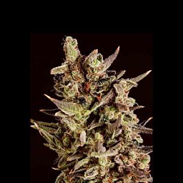 SuperCBDx Blueberry Headband x SCBDX Feminized