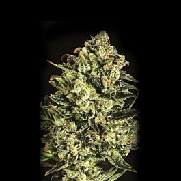 SuperCBDx Emerald Jack x SCBDX Feminized