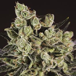 SuperCBDx Grapefruit x SCBDX Feminized