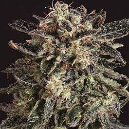 SuperCBDx Jack Flash x SCBDX Feminized