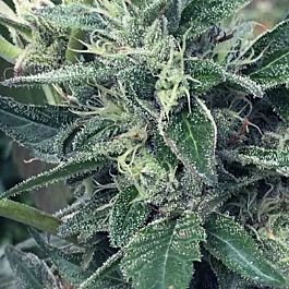 SuperCBDx Lost Coast x SCBDX Feminized