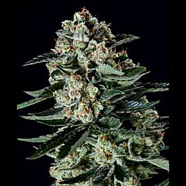 SuperCBDx Matanuska Thunderfuck x SCBDX Feminized