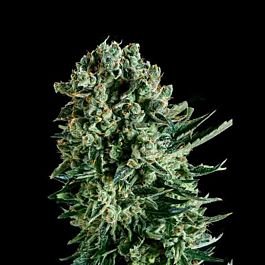 SuperCBDx Queen Mother x SCBDX Feminized