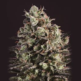 SuperCBDx Royal Purple Kush x SCBDX Feminized
