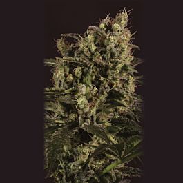 SuperCBDx Sage n Sour x SCBDX Feminized